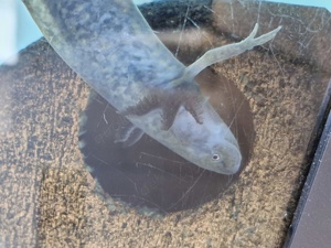Junge Axolotl (Wildlinge) Bild 3