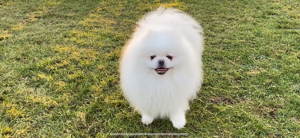 Deckrüde Spitz Zwergspitz Pomeranian SCHNEE WEISS (kein Verkauf) Bild 3