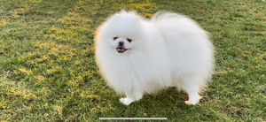 Deckrüde Spitz Zwergspitz Pomeranian SCHNEE WEISS (kein Verkauf) Bild 8
