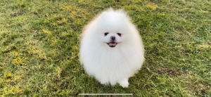 Deckrüde Spitz Zwergspitz Pomeranian SCHNEE WEISS (kein Verkauf) Bild 7