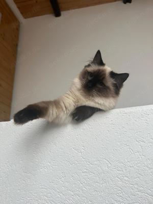Ragdoll Mädchen