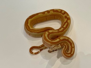 1,0 Hypo Labyrinth 100% Het VPI Blood Pos Jungle Boa constrictor Bild 3