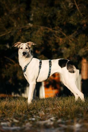 Süße Bimka sucht liebevolles Zuhause Bild 10