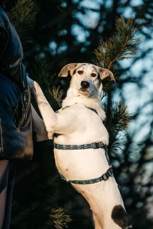 Süße Bimka sucht liebevolles Zuhause Bild 5