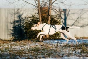 Süße Bimka sucht liebevolles Zuhause Bild 6
