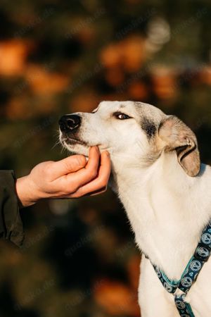 Süße Bimka sucht liebevolles Zuhause Bild 4