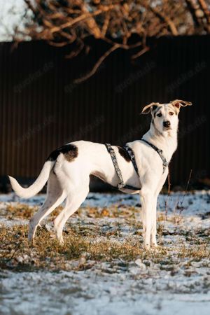 Süße Bimka sucht liebevolles Zuhause Bild 2