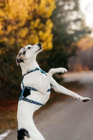 Süße Bimka sucht liebevolles Zuhause Bild 3