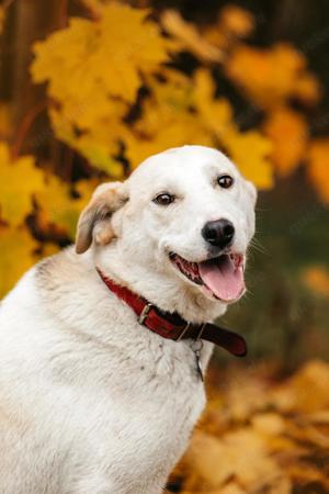 Süße Dakota sucht liebevolle Familie Bild 4