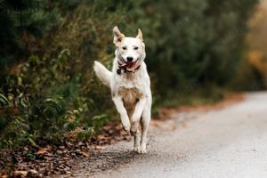 Süße Dakota sucht liebevolle Familie Bild 5