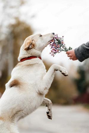 Süße Dakota sucht liebevolle Familie Bild 6