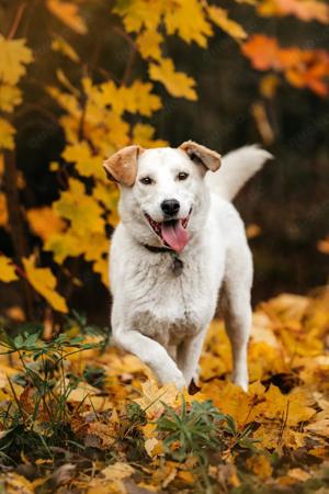Süße Dakota sucht liebevolle Familie Bild 3