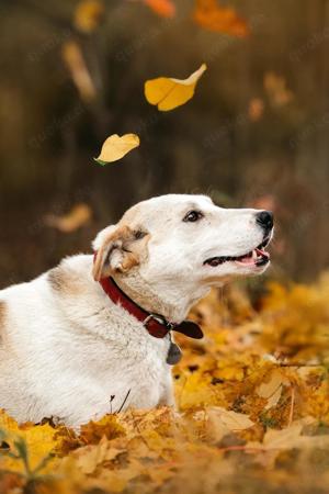 Süße Dakota sucht liebevolle Familie Bild 7
