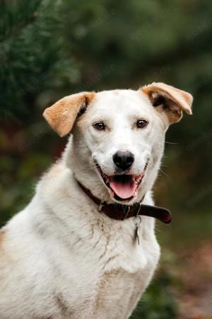 Süße Dakota sucht liebevolle Familie Bild 2