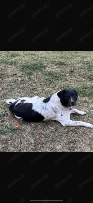 Border Collie Mix Hündin 
