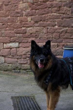 Lieber Bruno sucht liebevolle Familie Bild 3