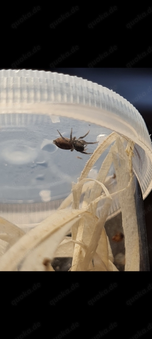 Hasarius adansoni   Gewächshausspringspinne 