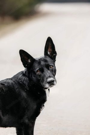 Lieber Charly sucht seine Familie