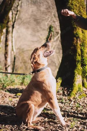 Lieber Süleyman sucht ein neues Zuhause Bild 7