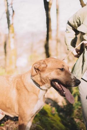 Lieber Süleyman sucht ein neues Zuhause Bild 9