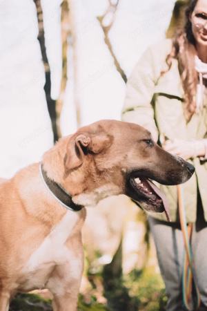 Lieber Süleyman sucht ein neues Zuhause Bild 5