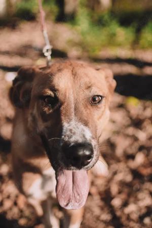 Lieber Süleyman sucht ein neues Zuhause Bild 2