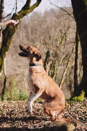 Lieber Süleyman sucht ein neues Zuhause Bild 4