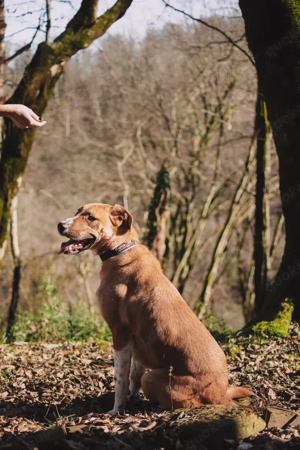 Lieber Süleyman sucht ein neues Zuhause Bild 3