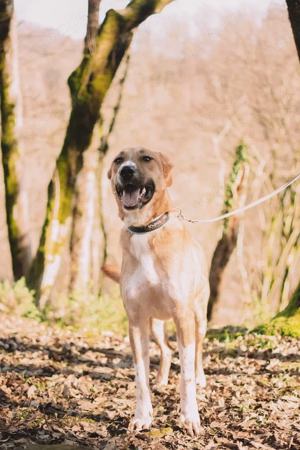 Lieber Süleyman sucht ein neues Zuhause Bild 8