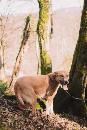 Lieber Süleyman sucht ein neues Zuhause Bild 6