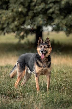 Schöner Vegas sucht liebevolles Zuhause Bild 8