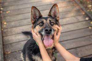 Schöner Vegas sucht liebevolles Zuhause Bild 7