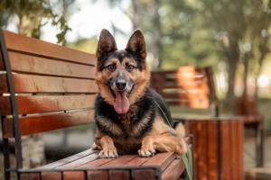 Schöner Vegas sucht liebevolles Zuhause Bild 2