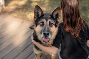 Schöner Vegas sucht liebevolles Zuhause Bild 5