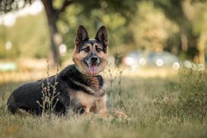 Schöner Vegas sucht liebevolles Zuhause Bild 6