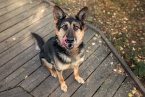 Schöner Vegas sucht liebevolles Zuhause Bild 3