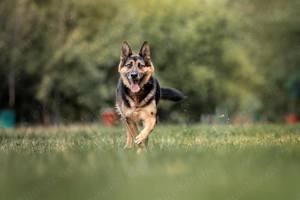 Schöner Vegas sucht liebevolles Zuhause Bild 10