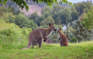 Wallaby, Bennett, Känguru, Weibchen mit Baby, Böckchen 