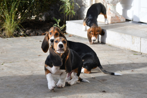 Kleine zauberhafte reinrassige Basset Artesien Normand Welpen suchen ein neues Zuhause. 
