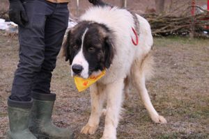 Hajo: sanfter Riese mit bewegender Vergangenheit Bild 8