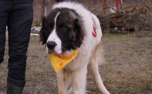 Hajo: sanfter Riese mit bewegender Vergangenheit Bild 9