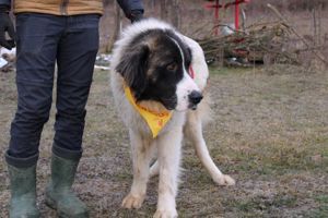 Hajo: sanfter Riese mit bewegender Vergangenheit Bild 10