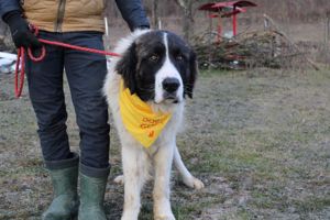 Hajo: sanfter Riese mit bewegender Vergangenheit Bild 7