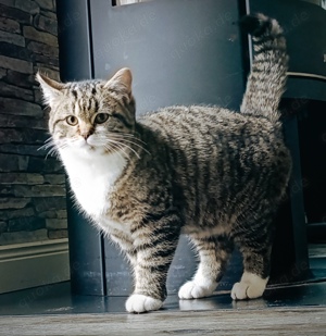 BKH Kitten und Ägyptische Mau 