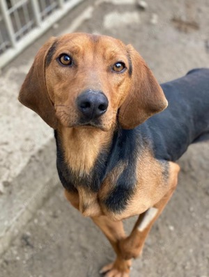 Ted, geb. ca. 01 2023, lebt in GRIECHENLAND, auf einer privaten Pflegestelle  Bild 10