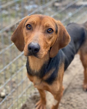 Ted, geb. ca. 01 2023, lebt in GRIECHENLAND, auf einer privaten Pflegestelle  Bild 3