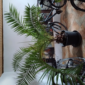 Verkaufe Phönix-Palme