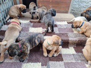 Bullmastiff-Welpen bereit für ein neues Zuhause