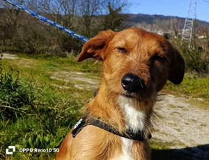 MIKOS    unser Sonnenschein sucht sein Traumzuhause 