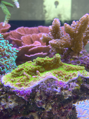 Montipora Hofmeisteri Koralle Meerwasser